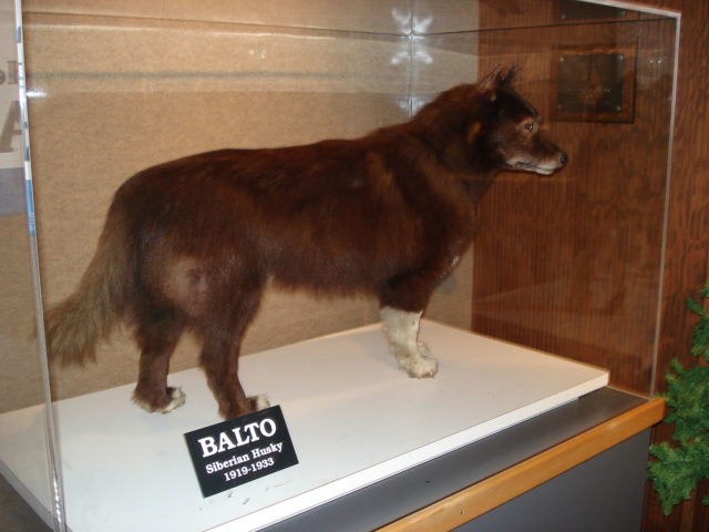 The Incredible Story of Balto The Dog Who Saved Nome