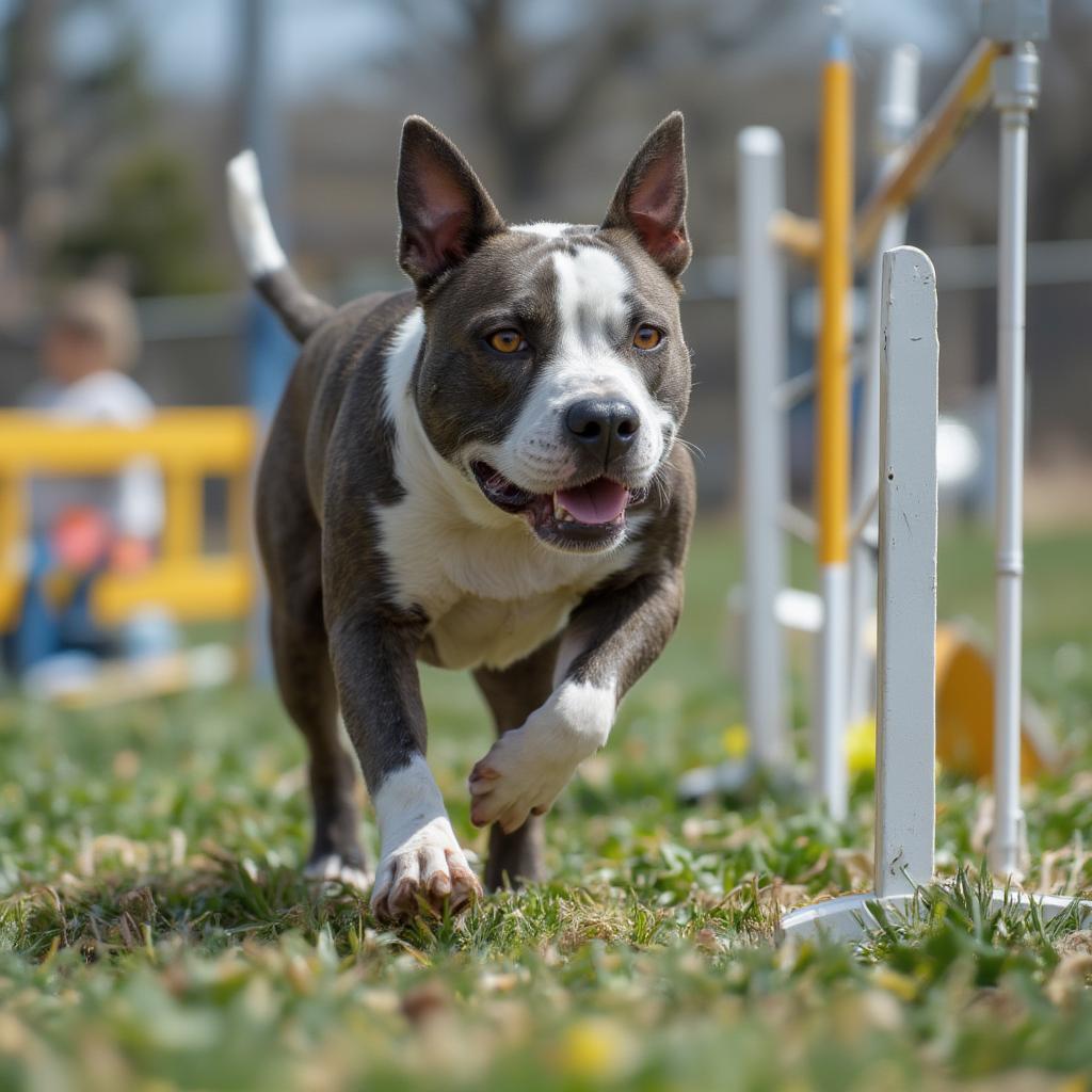 APBT Competing in Agility Course