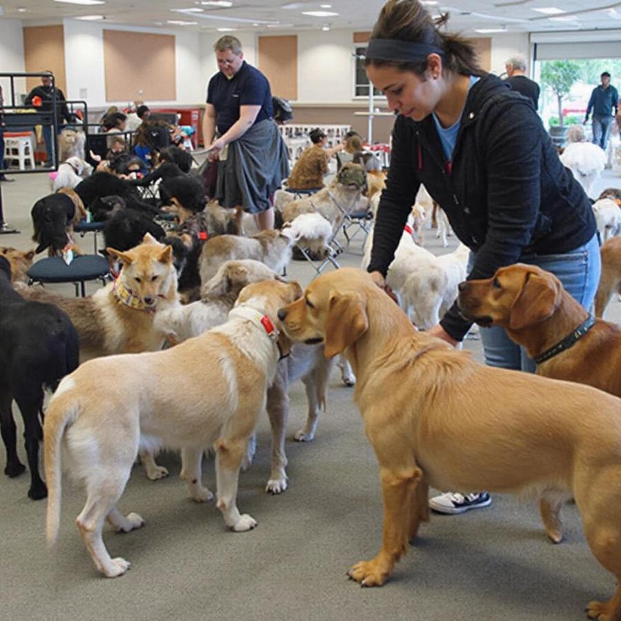 A potential adopter interacting with different dogs and cats to find the right match.