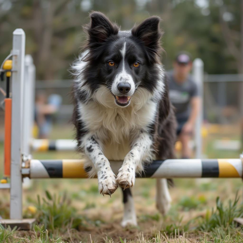 Dog Engaging in Training Exercises