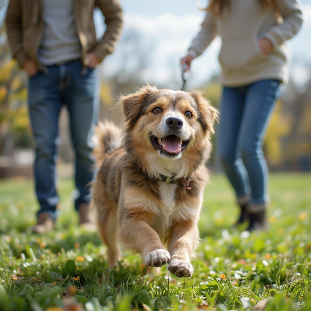 A Happy Adopted Dog from Dogs Trust Playing in a Park