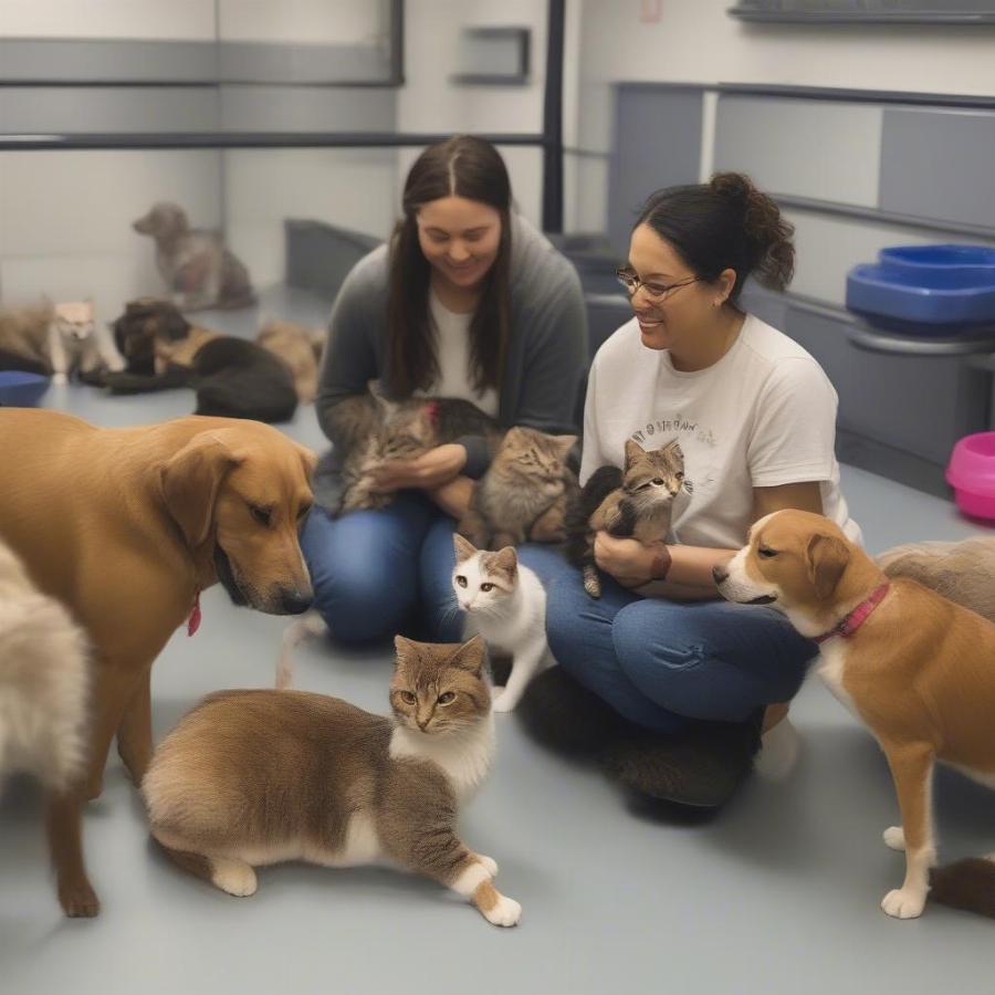 Cats and Dogs Receiving Care at an Animal Shelter