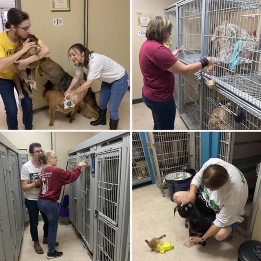 Volunteers at Welcome Shock Naue caring for animals.