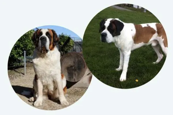 Acht Bernhardiner Welpen kuscheln sich in einer Wurfbox zusammen.