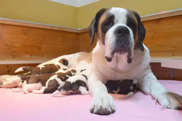 Acht Bernhardiner Welpen kuscheln und schlafen