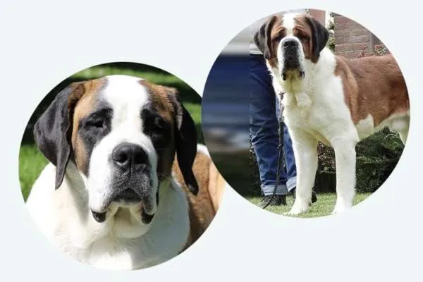 Acht Bernhardiner Welpen spielen im Gras.