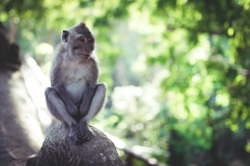 Affe-Monkey-Forest-Bali-Indonesien-Ubud