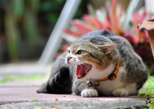 Aggressive Katze lauert im Gras