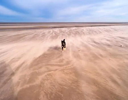Agiler Hund rennt frei am Strand im Hundeauslaufgebiet Ording-Nord, Sankt Peter-Ording, Nordsee