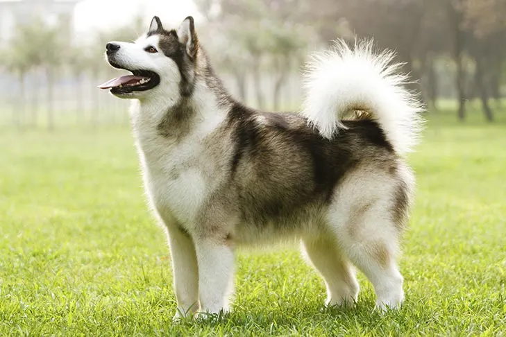 Alaskan Malamute steht im Gras.