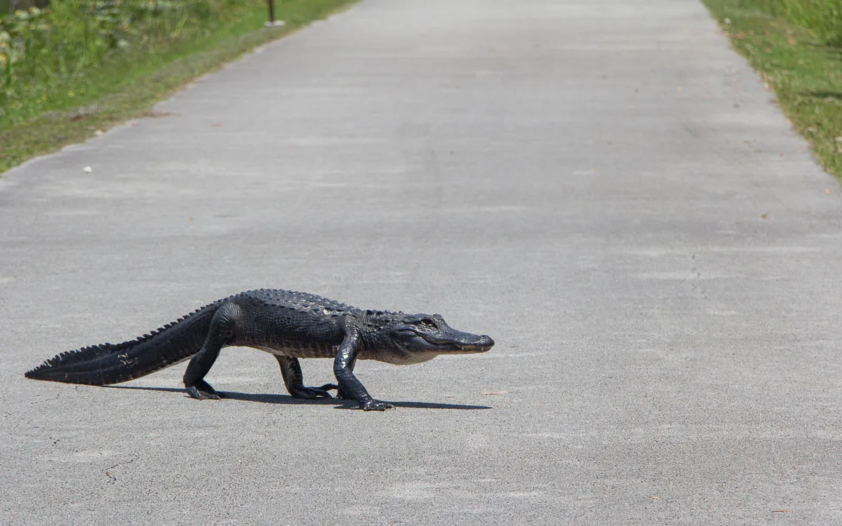 Alligator im Shark River Valley, Everglades Nationalpark