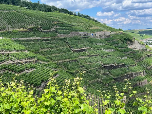 ALTE LAY vineyard