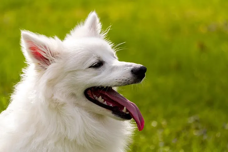 American Eskimo Dog Kopf im Profil im Freien.