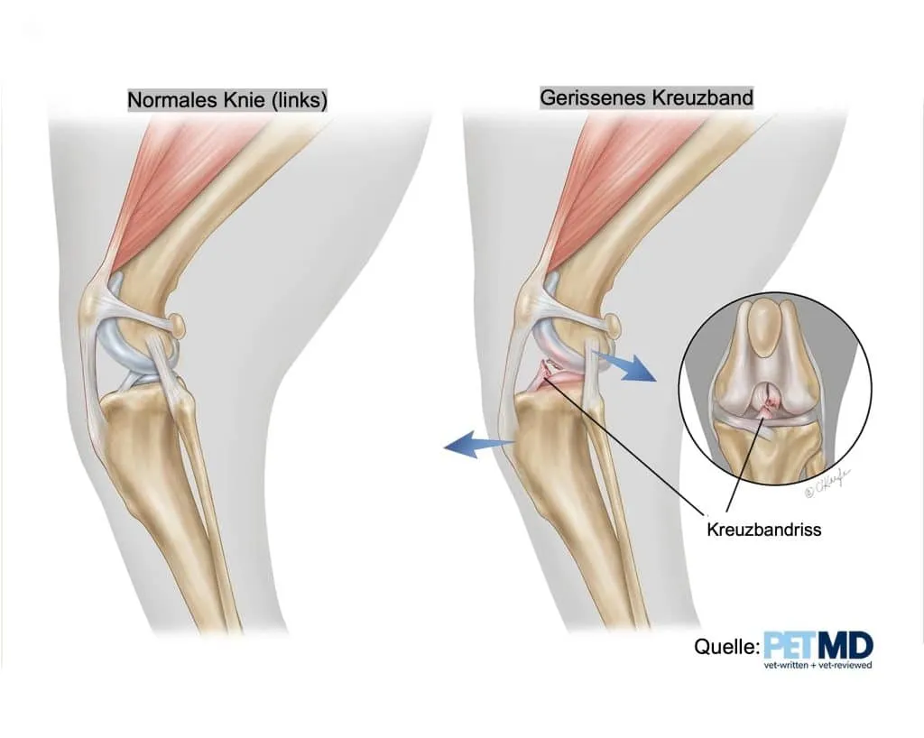 Anatomie Kniegelenk Hund