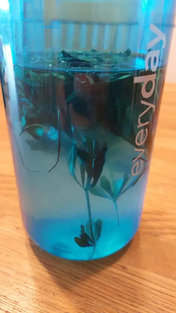 Angesetzter Waldmeistersirup in einer Nalgene-Everyday-Flasche