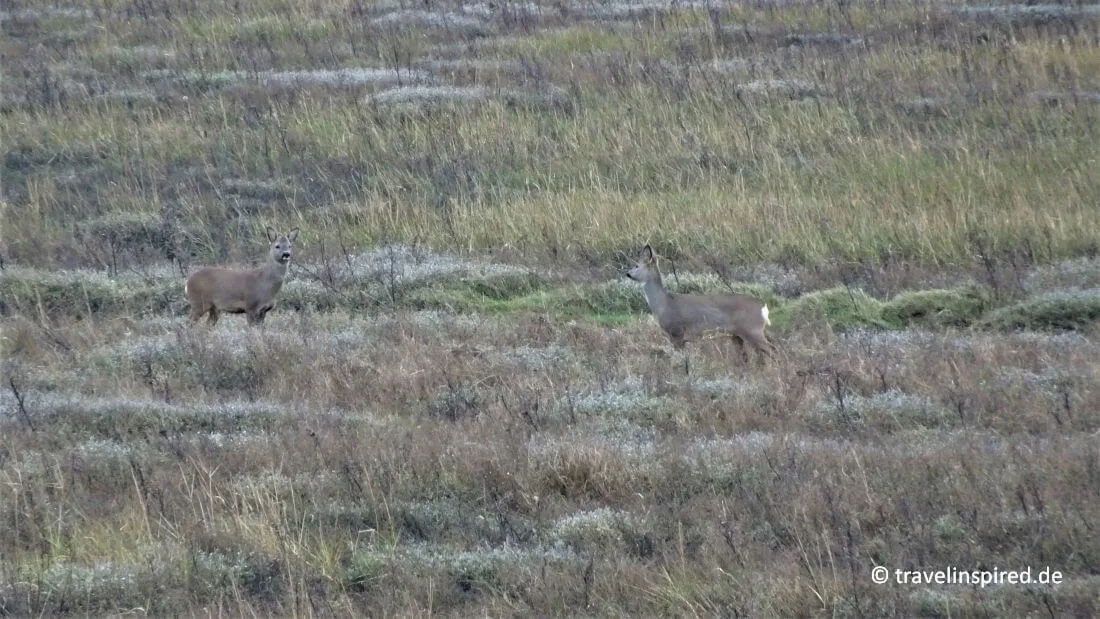 Anmutige Rehe grasen in den Salzwiesen von St. Peter-Ording, ein besonderer Anblick bei Natur-Unternehmungen in Norddeutschland.