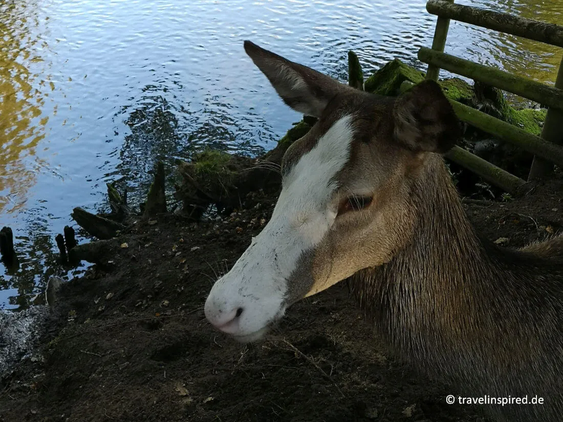 Anmutiges Blesswild im Wildpark Eekholt, eine seltene Hirschart, die Tierliebhaber bei ihren Unternehmungen in Schleswig-Holstein begeistern wird.