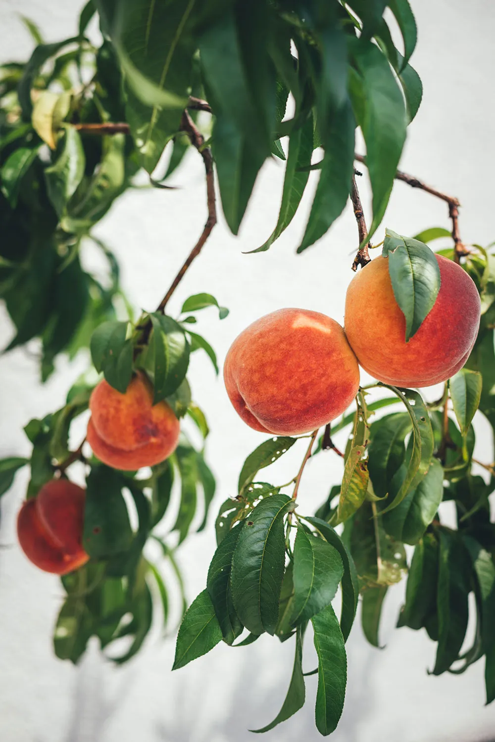 Anschnitt eines Peaches and Cream Pie, der die Schichten aus knusprigem Boden, saftigen Pfirsichen und cremiger Frischkäsefüllung mit Zimt deutlich zeigt.
