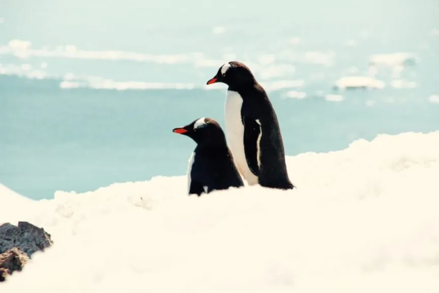 Antarktis im Dezember