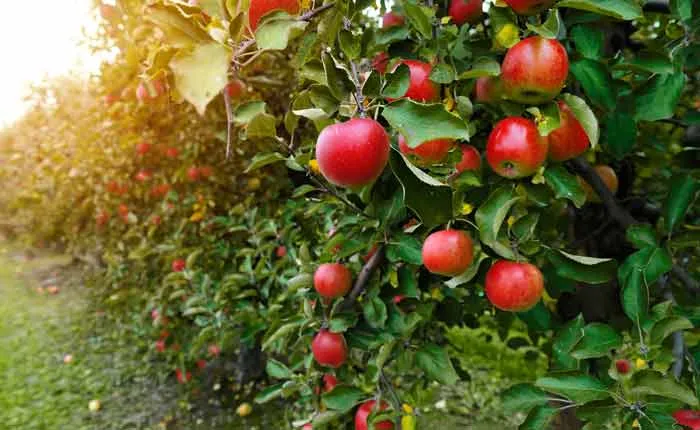 Apfelbaum auf einer Streuobstwiese voller reifer Äpfel, ideal für die Apfelschnaps-Produktion