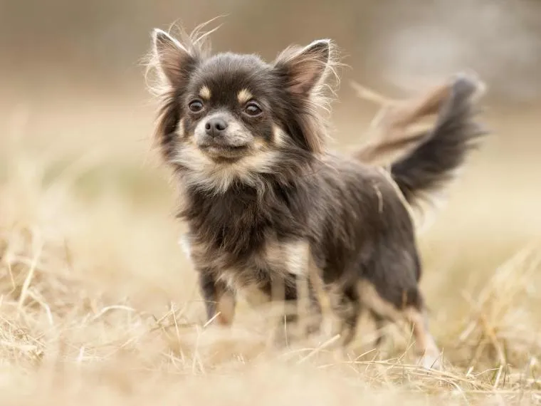 Aufmerksamer Chihuahua (Chiwawa Hund) mit glänzendem Fell