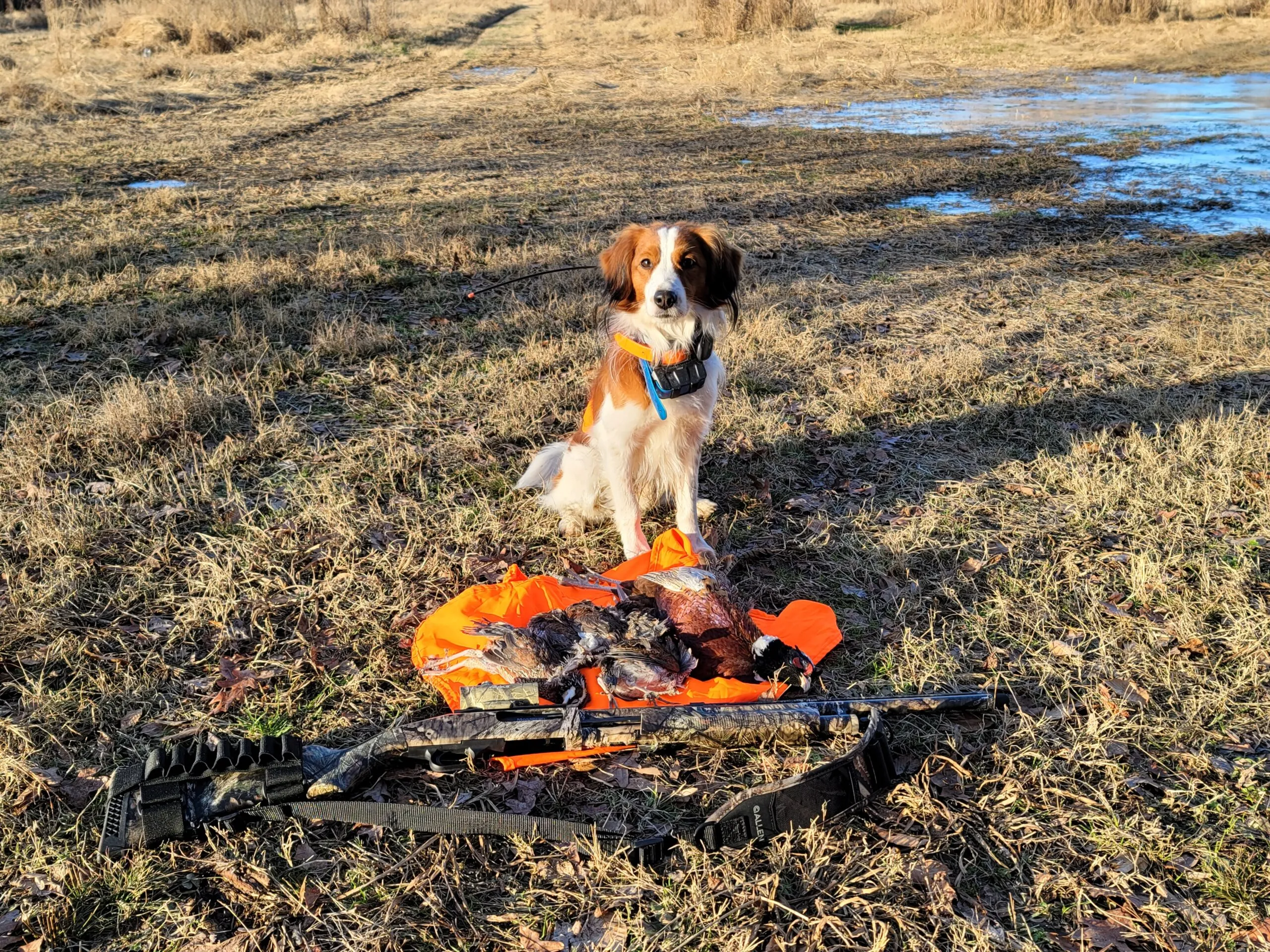 Aufmerksames Kooikerhondje im Feld, bereit für die Vogeljagd