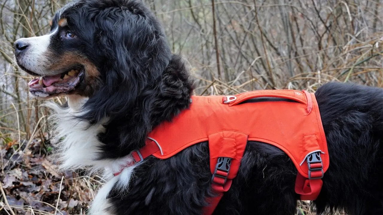 Auswahl an Hundegeschirren für Spaziergänge und Training