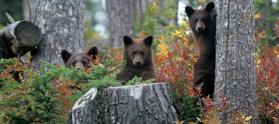 Bear Viewing