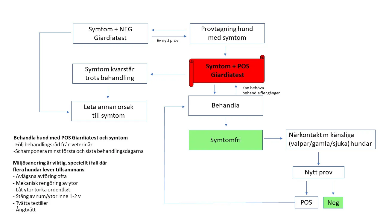 Beslutsträd Giardia - Beslutsträd för när hundar med symtom på Giardia bör provtas och behandlas.