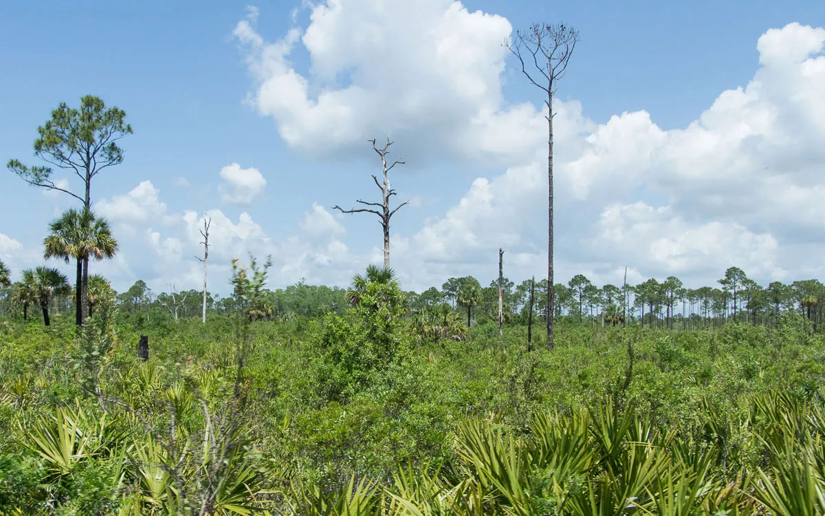 big-cypress-nature-preserve