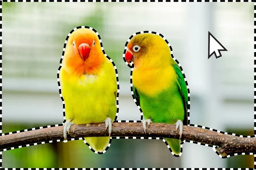 Bild von zwei Vögeln auf einem Ast, erstellt mit Adobe Photoshop Elements 2024 & Premiere Elements 2024.