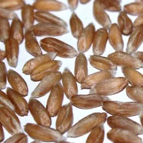 Bioland Dinkelkörner, eine beliebte und bekömmliche Weizenalternative für Brot und Gebäck