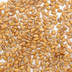 Bioland Gelbmehlweizenkörner für Roggen-Mischbrote und einen schönen gelben Farbton