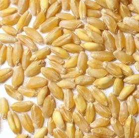 Bioland Hartweizenkörner, ideal für hausgemachte Nudeln und Pizzateig