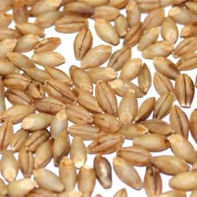 Bioland Nacktgerste, hervorragend für Keimlinge, Getreidegras und Suppen