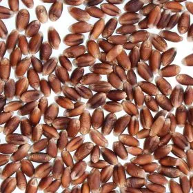 Bioland Rotkornweizenkörner, alte Sorte mit Pekanussaroma für Brot und süße Backwaren