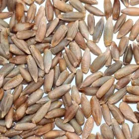 Bioland Waldstaudenroggen, ein Getreide mit kräftigem Geschmack und guter Keimfähigkeit