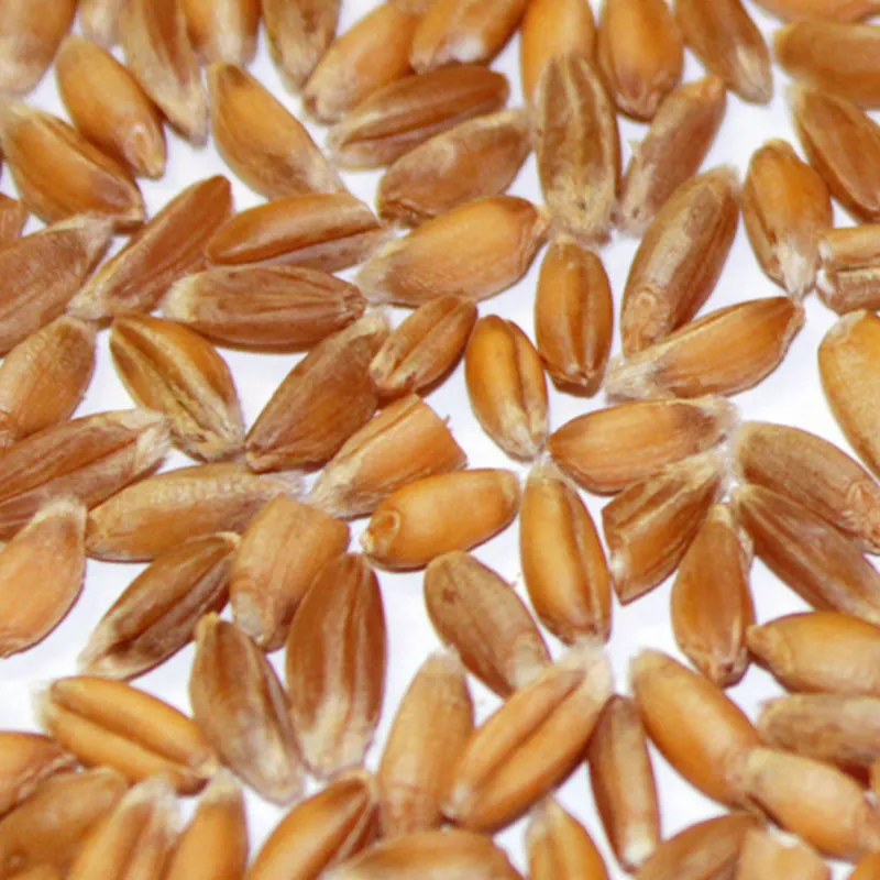 Bioland Winteremmer: vielseitiges Urgetreide für herzhaftes Brot und ganze Körnergerichte