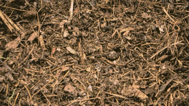 biologisch abbaubare Sonnenbrille