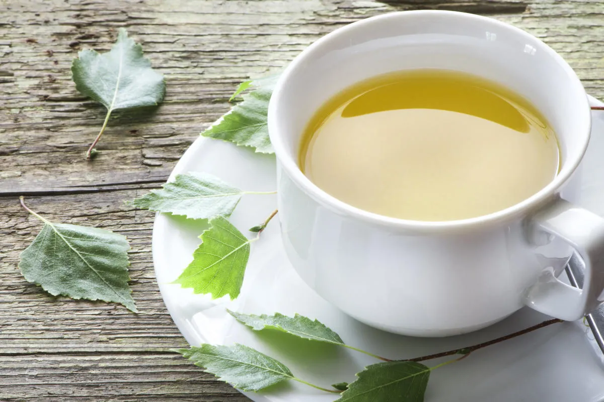 Birkenblättertee mit frischen Birkenblättern