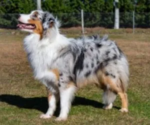 Blauer Merle Mini Australian Shepherd Welpe mit aufmerksamem Blick