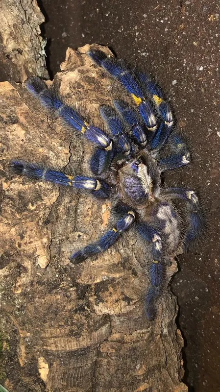 Blaues Ornament-Vogelspinnen-Weibchen (Poecilotheria metallica) als spezielle Haustiere