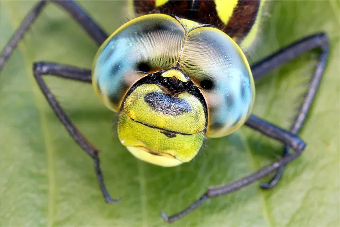 Blaugrüne Mosaikjungfer - Foto: Frank Derer