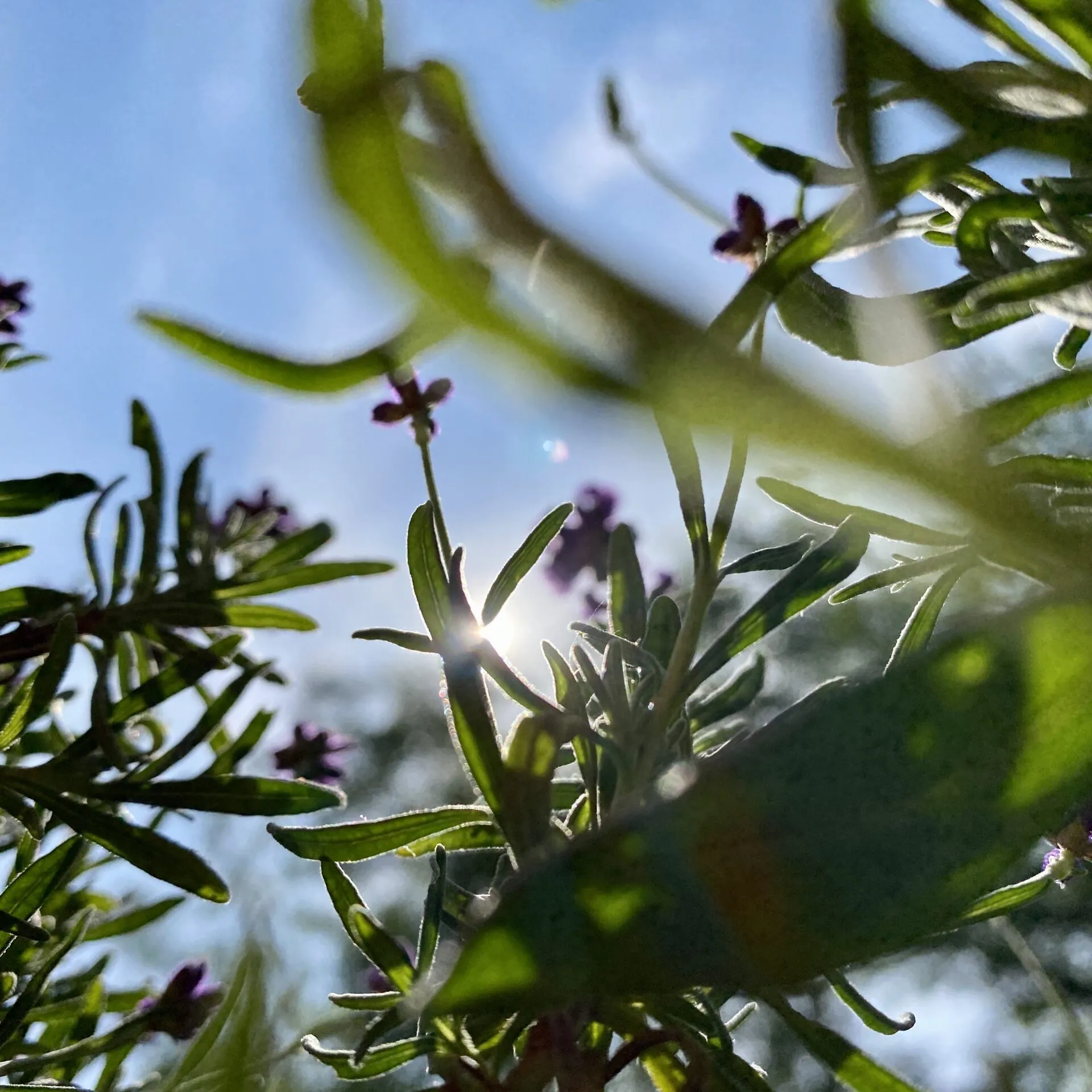 Blick durch Lavendel auf einen ruhigen Balkon, der echte Erholung im Urlaub zu Hause verspricht