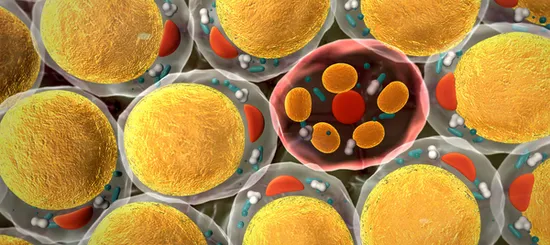 Blogbild zum Thema Abnehmen und braunes Fett