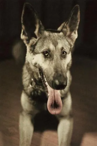 Blondi, Hitlers geliebter Schäferhund, fotografiert im Jahr 1944, ein Jahr vor ihrem tragischen Tod im Führerbunker.