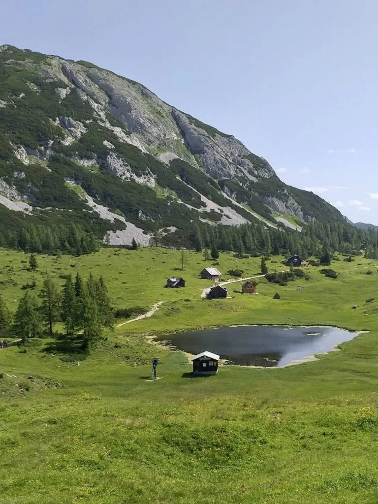 Blühende Almrosen auf der Tauplitzalm