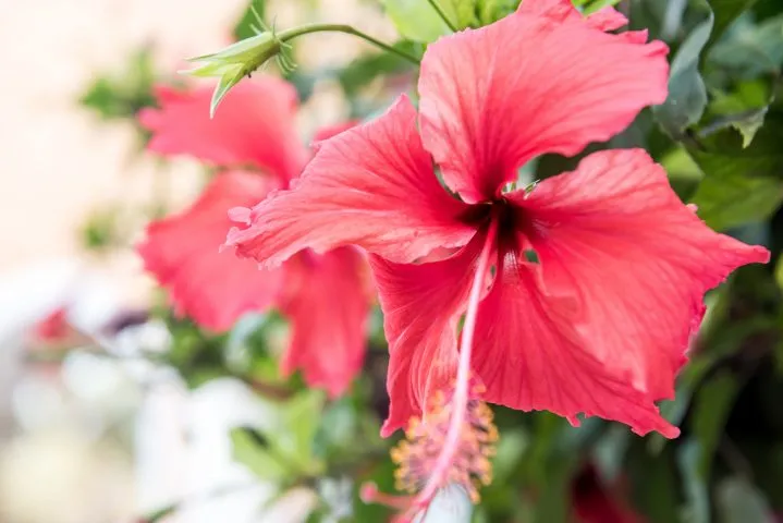 Blühende Bougainvillea auf der Insel Sal auf den Kapverden