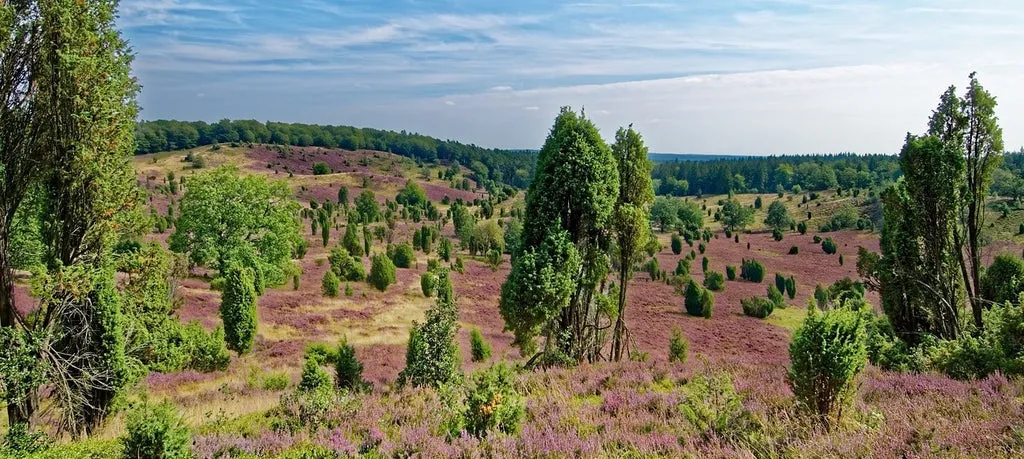 Blühende Heideflächen in der Lüneburger Heide im Spätsommer, ein beliebtes Wanderziel in Norddeutschland