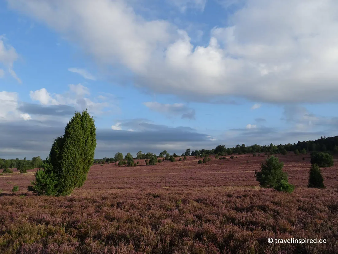 Blühende Heidelandschaft in der Lüneburger Heide